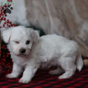 Toby, Bichon Frise Puppy